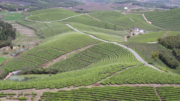 Tea plantation in mountain
