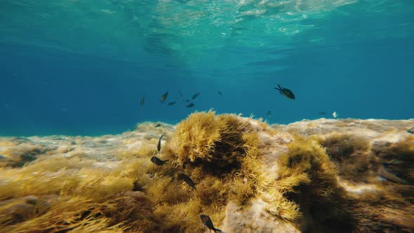 Fish Swim Among the Rocks Under the Ocean