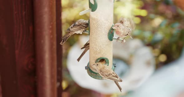 Small Bright Sparrows at Bird Feeder with Blurry Green Garden on Background