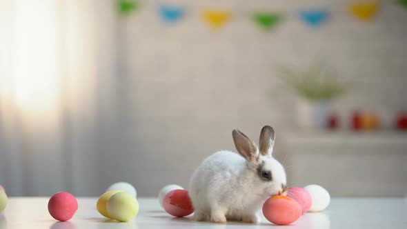 Cute White Bunny Playing With Easter Eggs Table, Holiday Background, Invitation