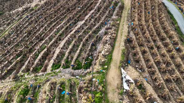 Banana Plantations Aerial View 4 K Alanya Turkey