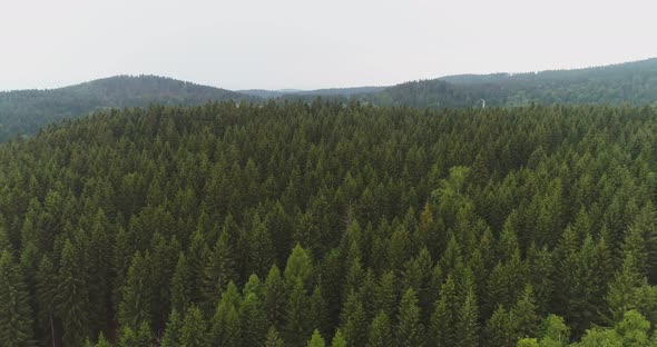 View of Forest From Above