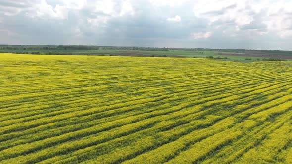 Farmland with Blooming Canola