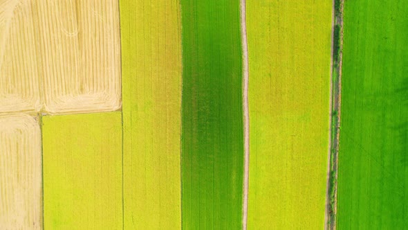 4K Aerial view of agriculture in rice fields for cultivation