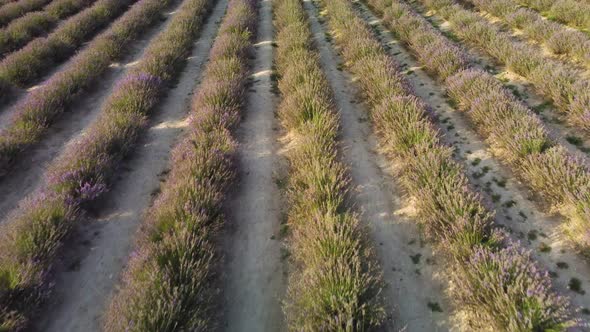 Lavender Field Aerial View