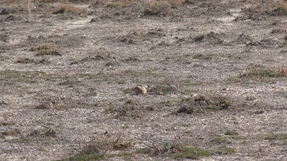 Ground Squirrel