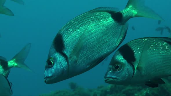 Two-banded sea bream (Diplodus vulgaris) close up underwater in the Mediterranean sea