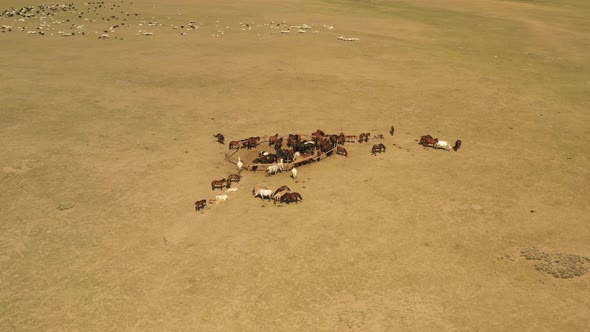 Herd of horses around fence with sheep and river in Mongolian steppe in sunny daytime, circular aeri