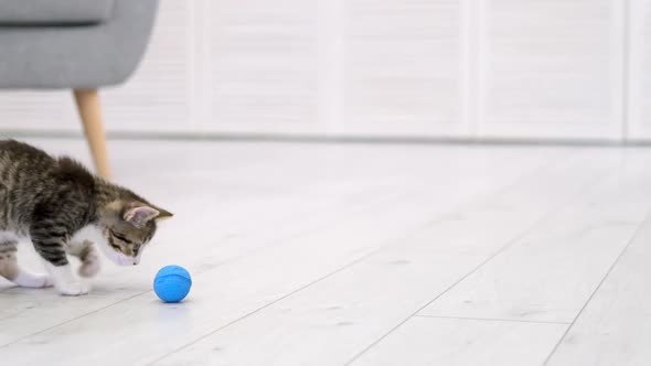 Striped Kitten Playing Blue Ball in Modern Scandinavian Interior Home