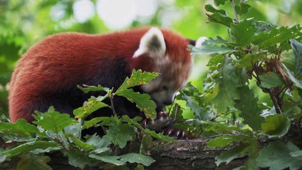 Red panda (Ailurus fulgens) on the tree. Cute panda bear in forest habitat.