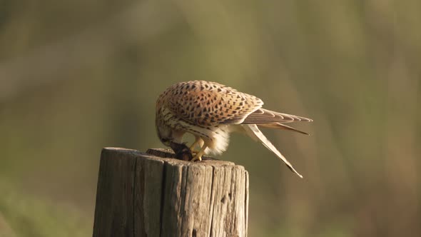 Hungry commons kestrel, Falco tinnunculus eating mice on a wood post.