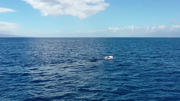 A whale calf swims and smacks it fluke in the Pacific Ocean off Maui's coast