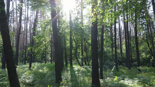 Trees in the Forest By Summer Day