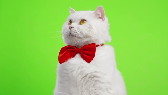 Cute Portrait of White Furry Cat in Red Bowtie on Green Chromakey Background