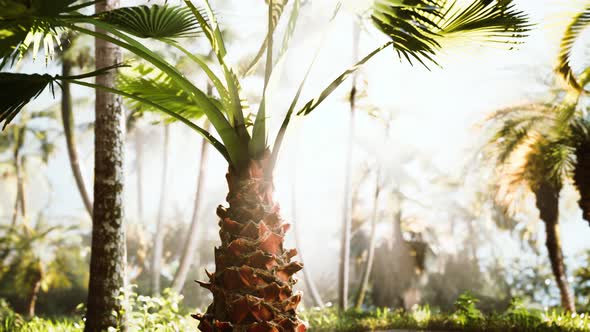 Tropical Garden with Palm Trees in Sun Rays