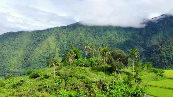 Mountain Peaks with Rainforest