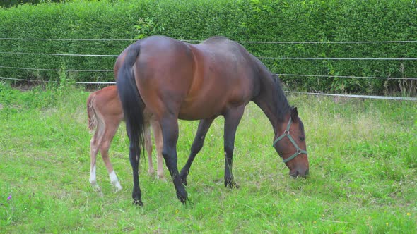 Brown horse with foal on meadow
