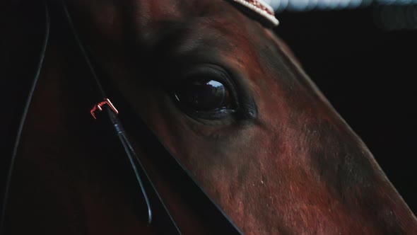 Seal Brown Horse With Black Eyes In The Stable Race Horse  Closeup View