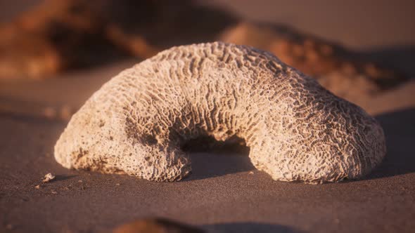 Old Coral on the Sand Beach