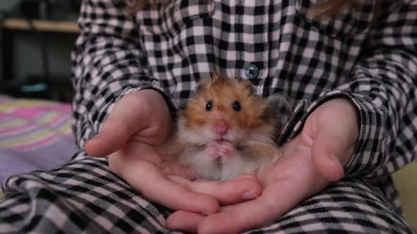 Small Ginger Hamster is Washed in the Hand of a Child