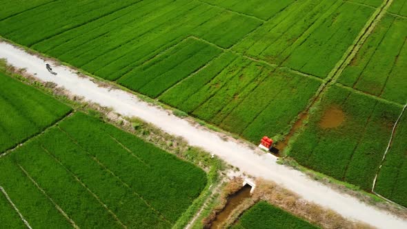 A Farmer Riding a Bicycle on the Dirt Road in Between the Green Rice Field.