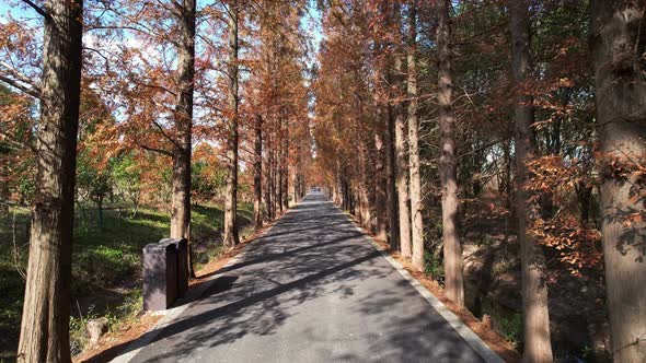 Through the Metasequoia woods