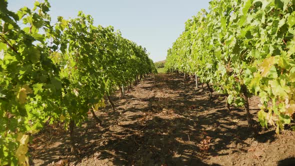 Vineyard in Autumn, Walking