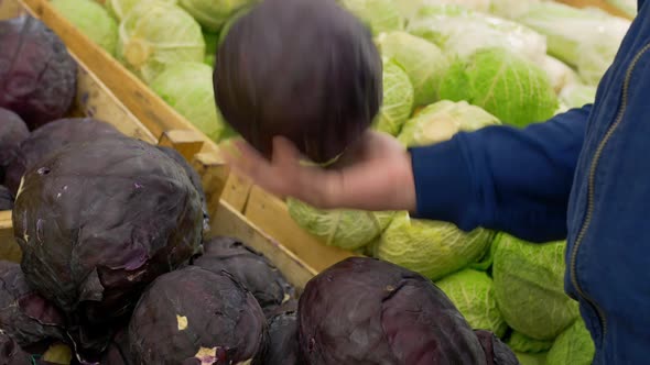 A Man Holds in His Hands a Head of Fresh Purple Cabbage Taken From a Store Shelf Buying Cabbage at a