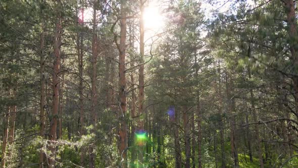 Flight in the forest from bottom to top of the trees to mountains and sun