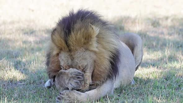 Male African Lion licks his paw and grooms his face, close up shot