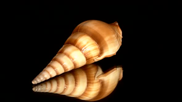 Unusual Sea Shell on Black, Rotation, Reflection