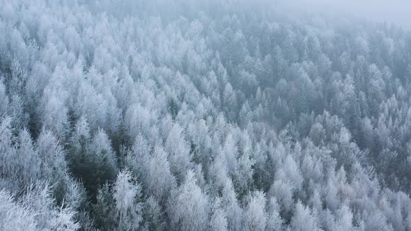 Flight Over a Fabulous Snowcovered Forest on the Slopes of the Mountains