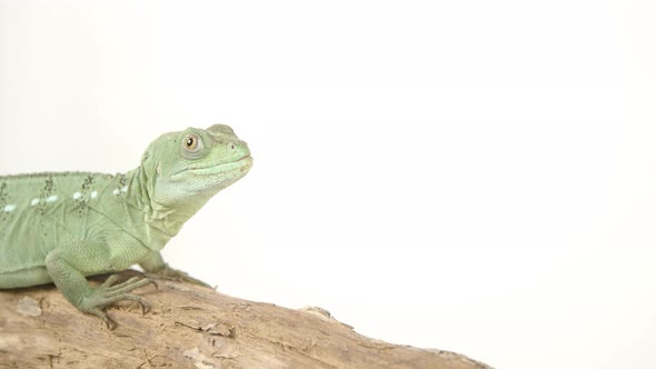 Basilisk on white background with negative space - amazing lizard