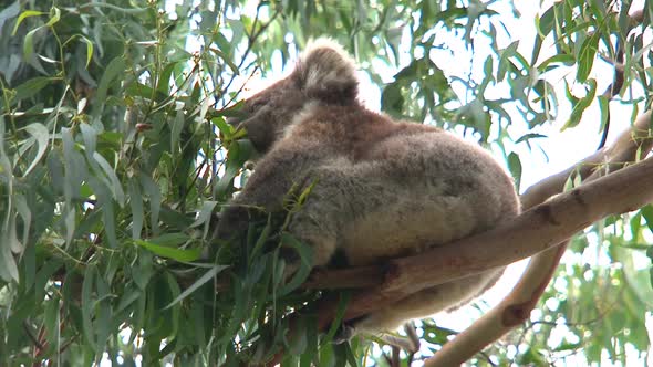 Koala in a tree around the great ocean road 