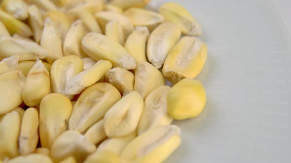 Cancha corn seeds on white ceramic bowl. Dried maize. Macro