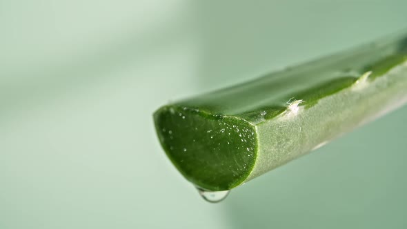 Motion of Dropping a Drop Aloe Vera Liquid From Leaf on Green Blurred Background