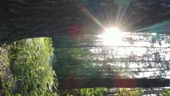 Vertical Video of a Forest with Pine Trees