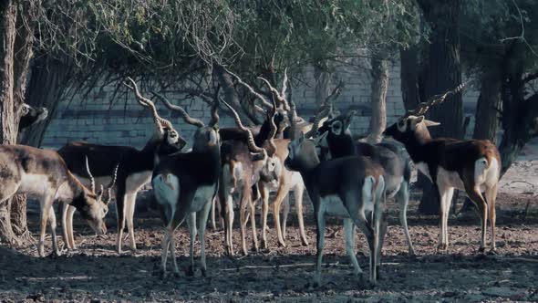 Herd Of Spiral Horned Elands Walking Around In Grounds In Rural Pakistan. Slow Motion