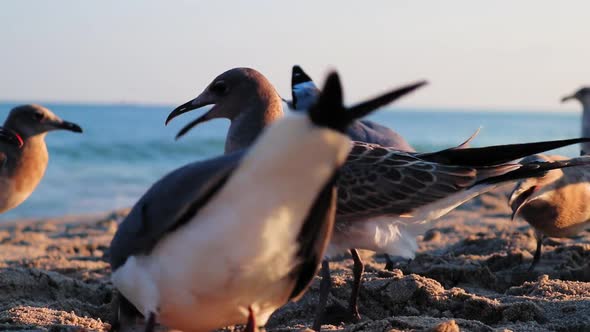 Seagulls looking for food on beach