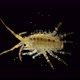 Amphipoda Brandtia (Spinacanthus) Parasitica Under a Microscope. Family Acanthogammaridae, Endemic - VideoHive Item for Sale