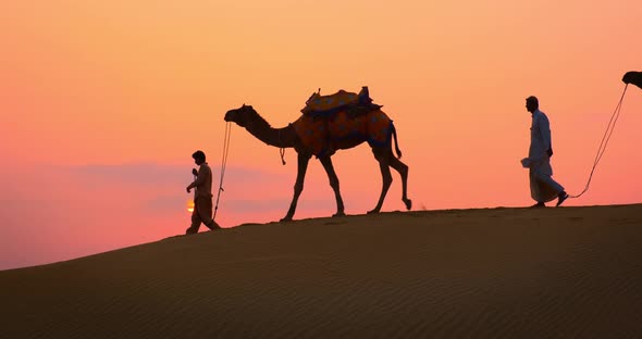 Indian Cameleers (Camel Driver) Bedouin with Camel Silhouettes in Sand Dunes of Thar Desert on