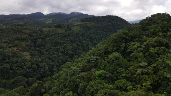 Long aerial video in 4k flying through a canyon in the jungle of Costa Rica. Big vulture passing by