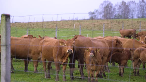 Bunch of brown cows on the green field over the fence