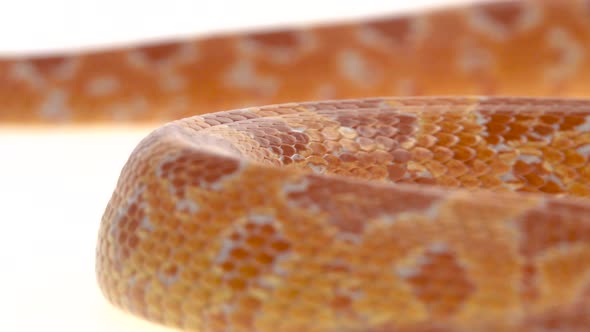 Tiger Python Molurus Bivittatus Morph Albine Burmese in White Background. Close Up