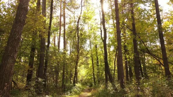 Forest with Trees in the Fall During the Day