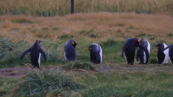 Royal Penguins On Tierra Del Fuego In Chile