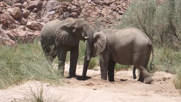 Two elephants drinking from a small waterhole at Hoanib Riverbed in Namibia