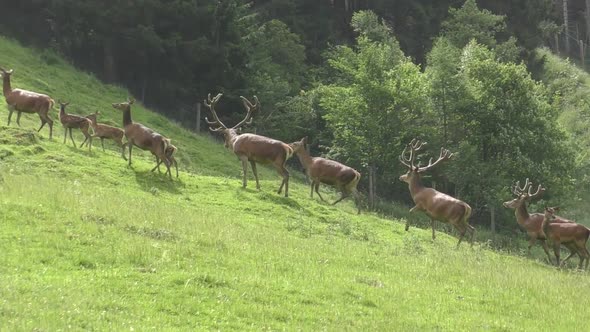 Herd Of European Deer Walking On The Green Meadow On A Summer Weather In Austria. wide shot