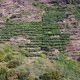 Aerial drone view of banana plantation on a cliff during a sunny day - VideoHive Item for Sale