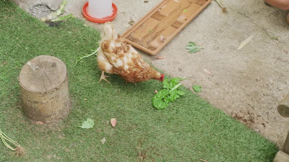 Hen eating leaf of lettuce on farm